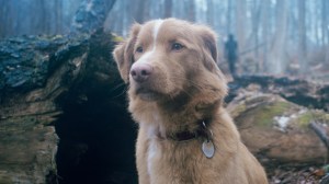 GOOD BOY, Indy the dog, 2025. © Shudder / courtesy Everett Collection